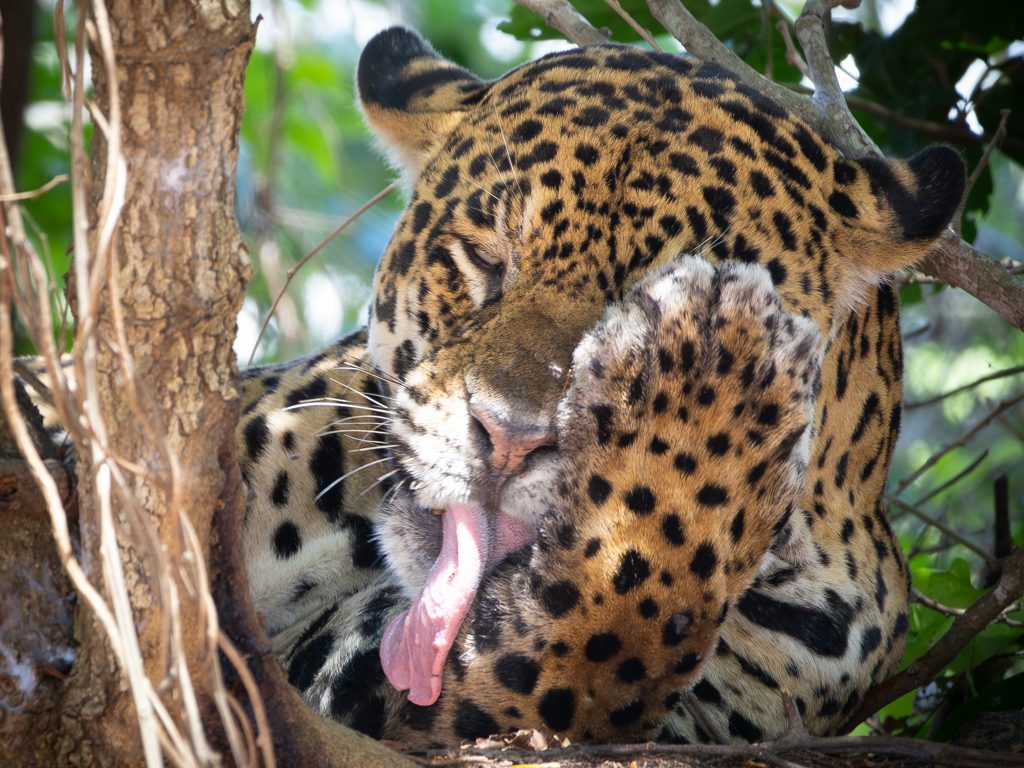 Onca lambendo a pata